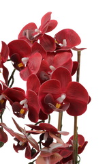 Orchid burgunder 47 cm m/svart potte