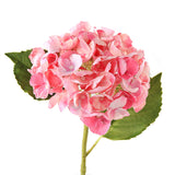 Hortensia rosa 3 stk