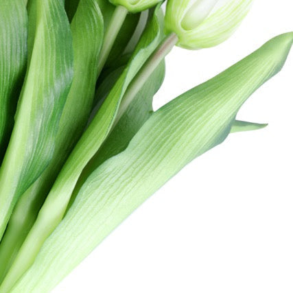 Tulip tulipaner hvit 33 cm 7 stk