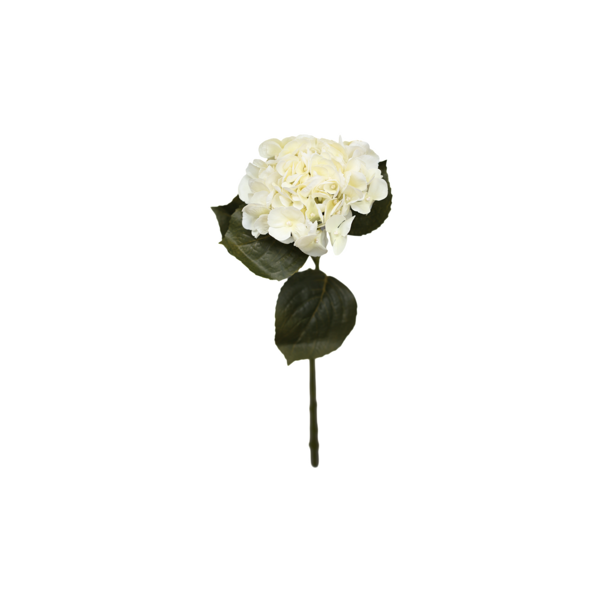 Hortensia hvit 62 cm