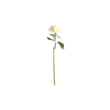 Hortensia hvit 62 cm