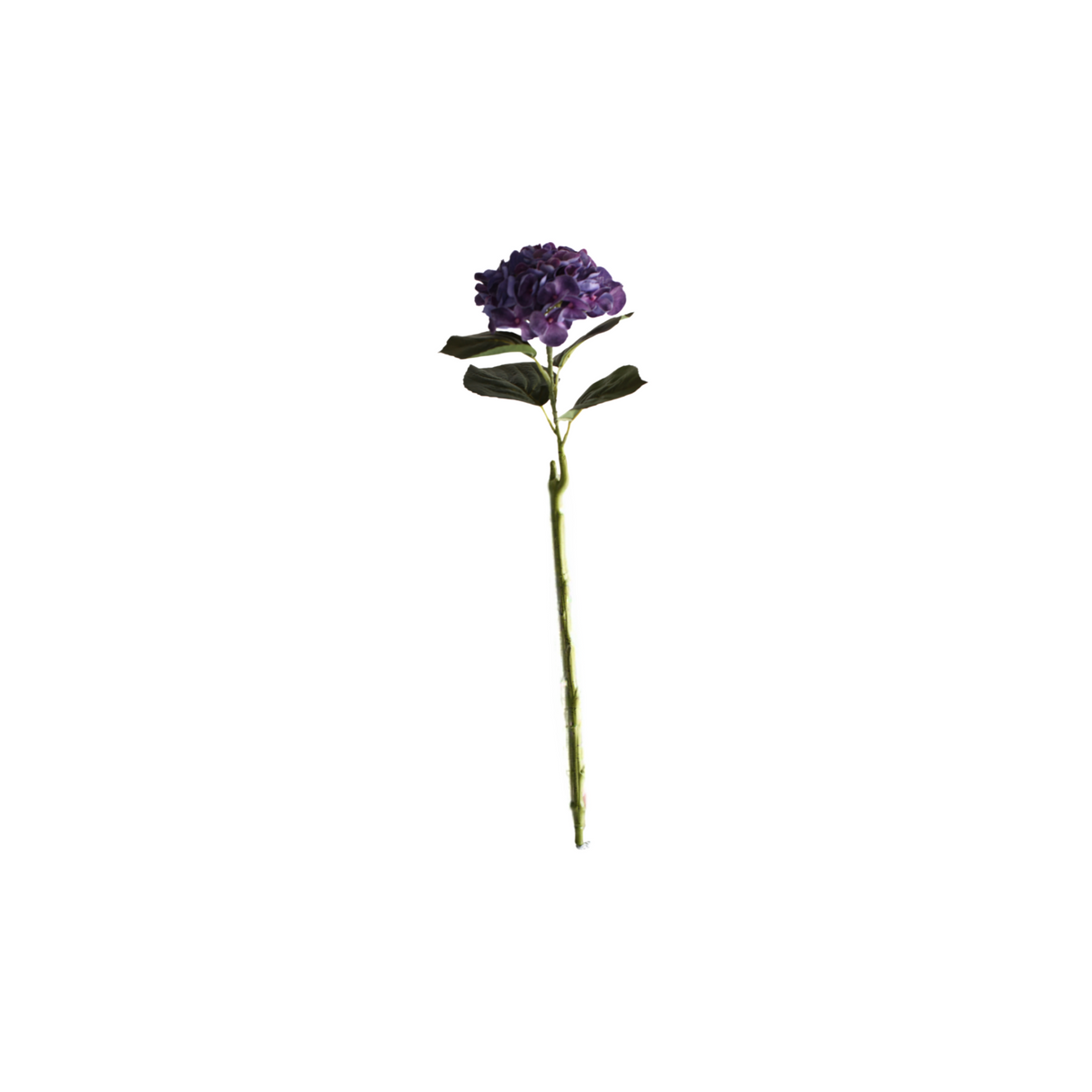 Hortensia blå 62 cm