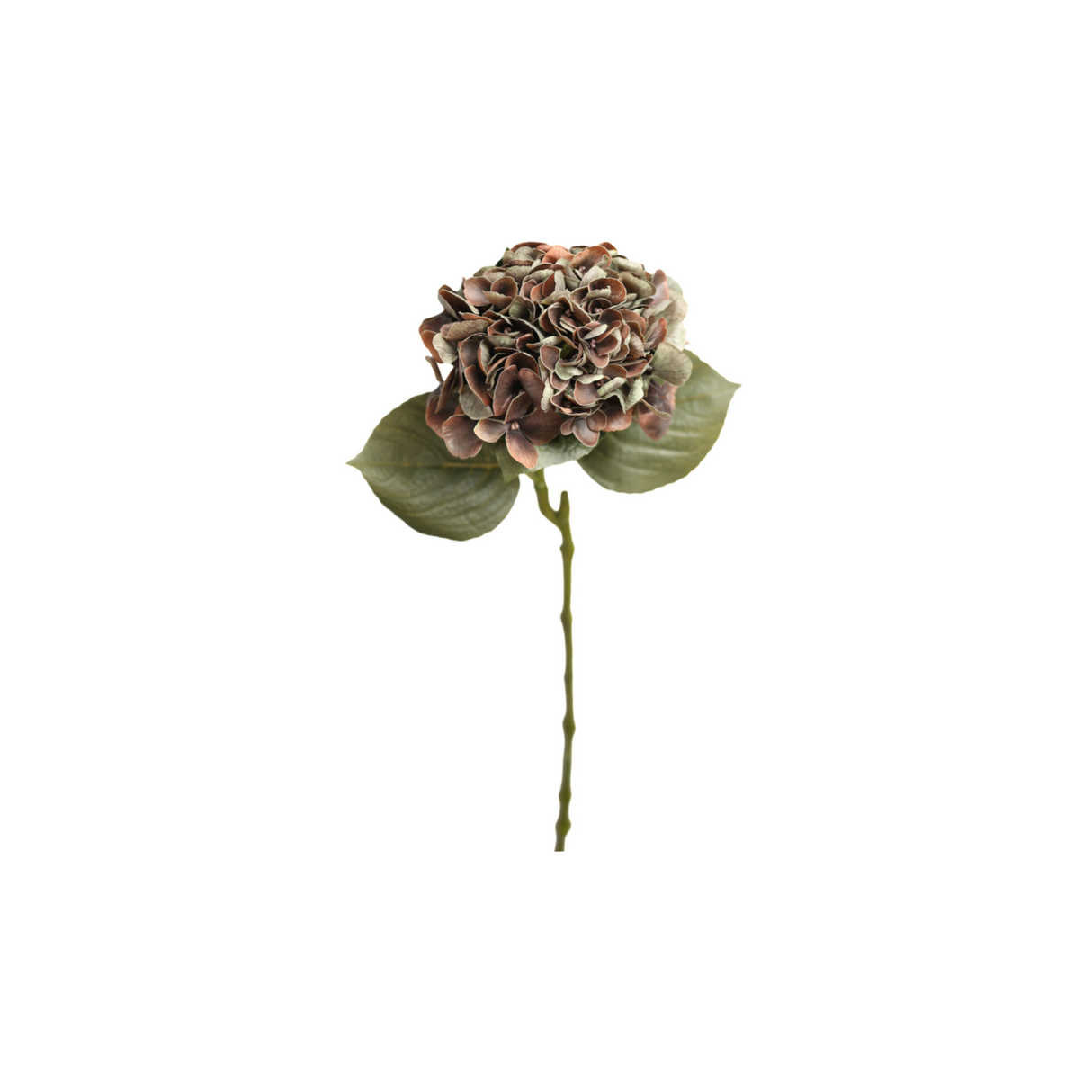 Hortensia brun 62 cm