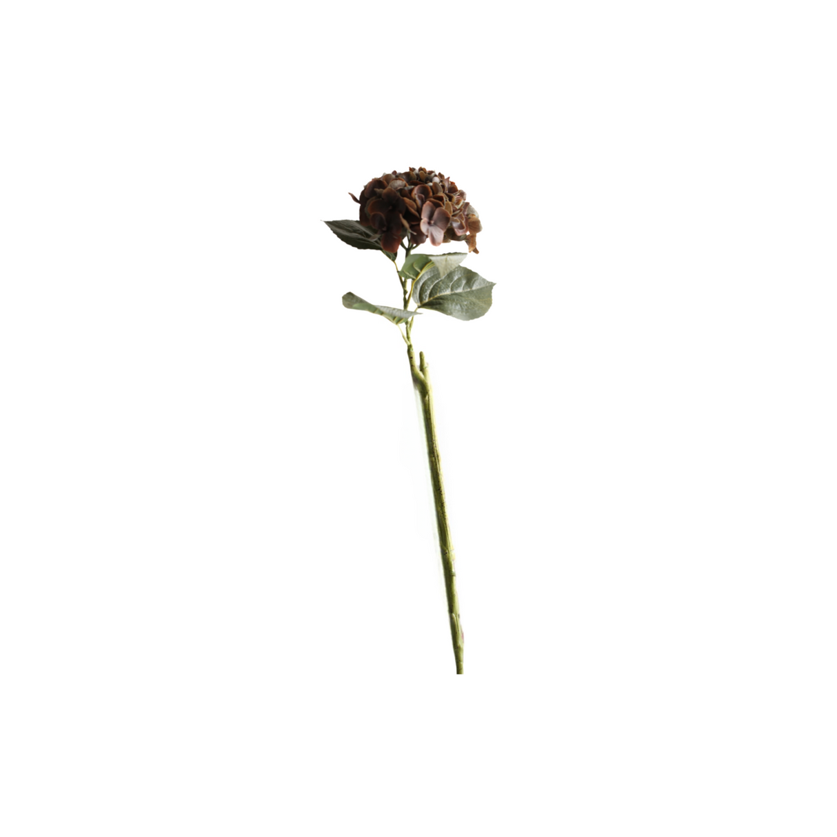 Hortensia brun 62 cm