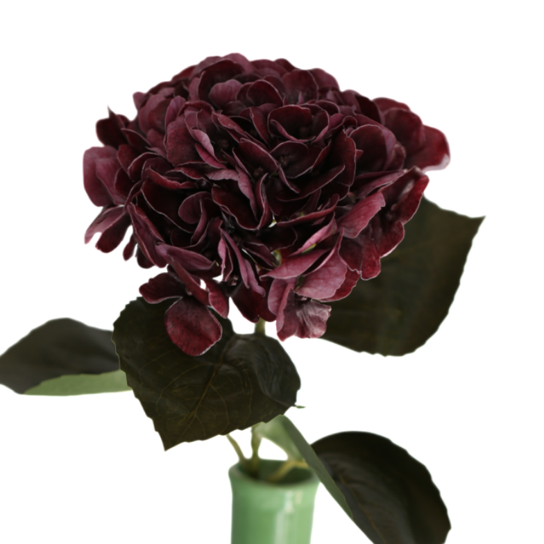 Hortensia burgunder 62 cm