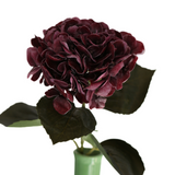 Hortensia burgunder 62 cm