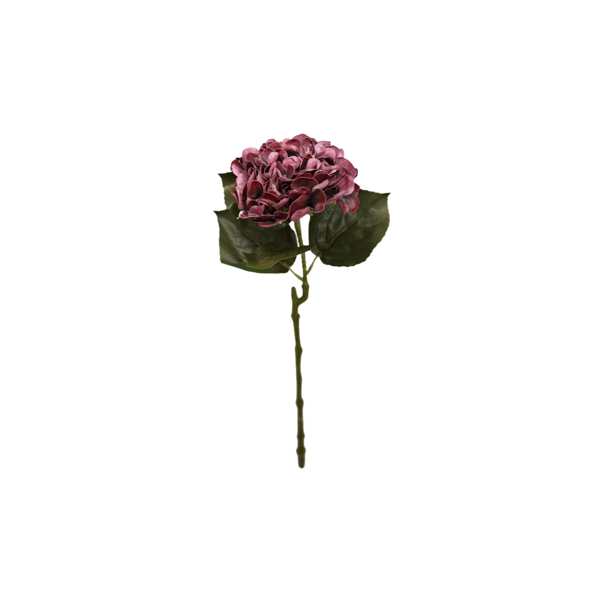 Hortensia burgunder 62 cm