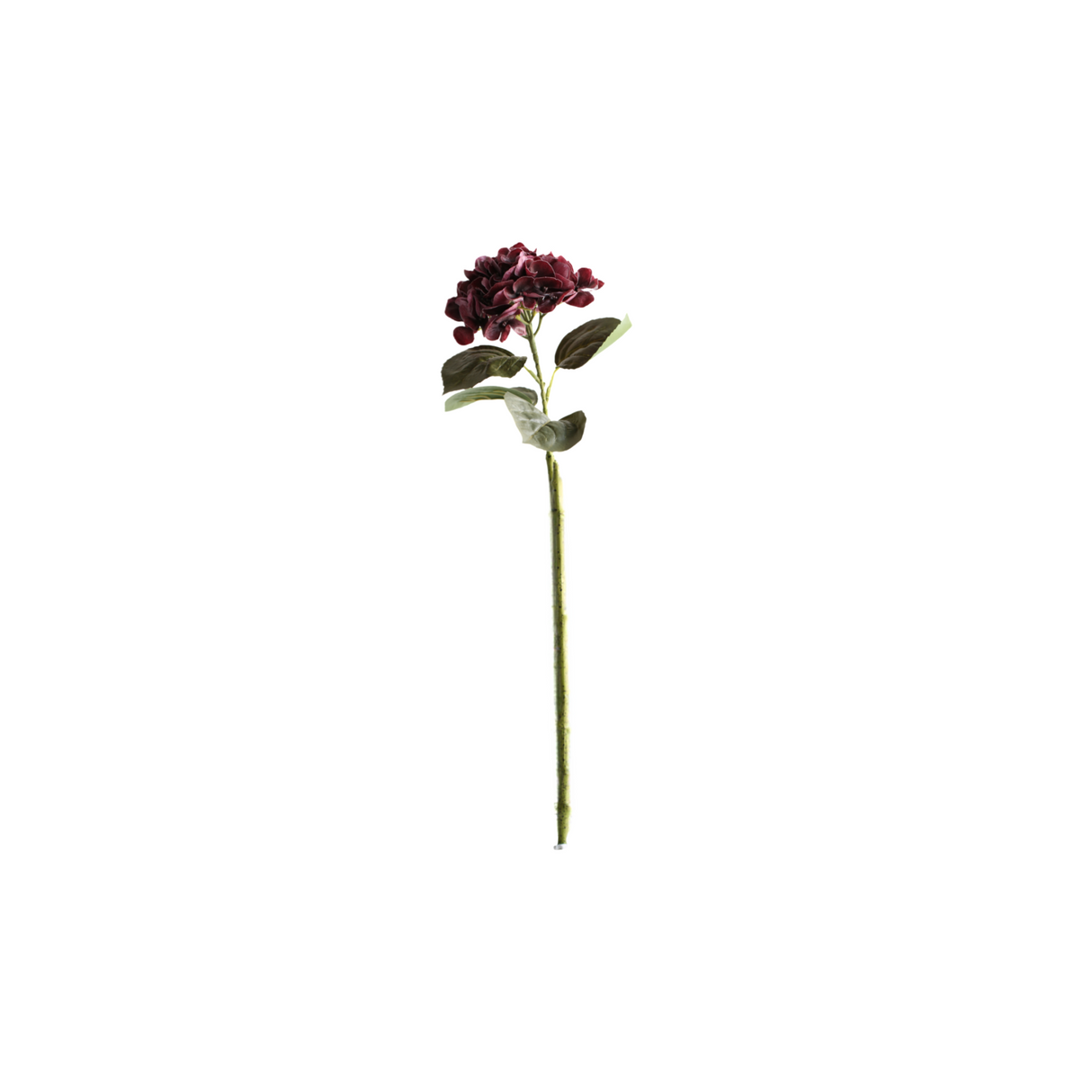 Hortensia burgunder 62 cm