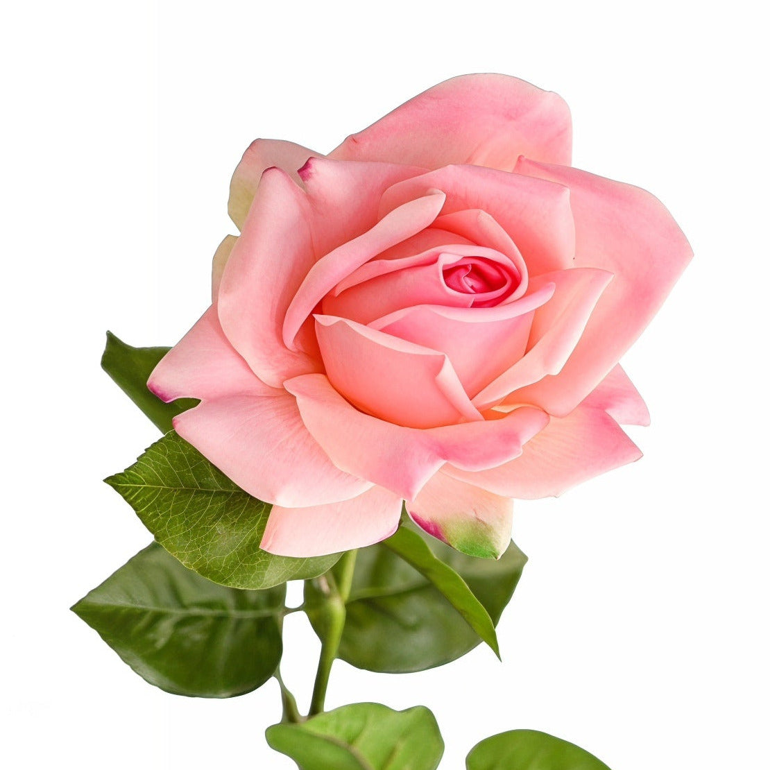 Rose pink 64 cm