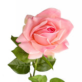 Rose pink 64 cm