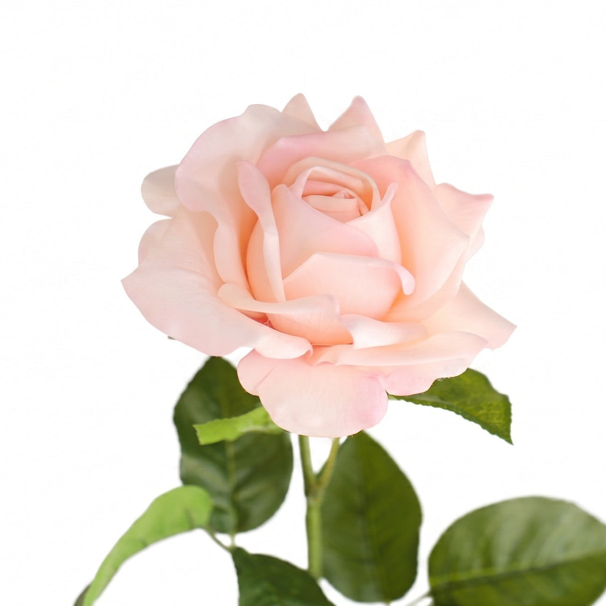 Rose light pink 64 cm