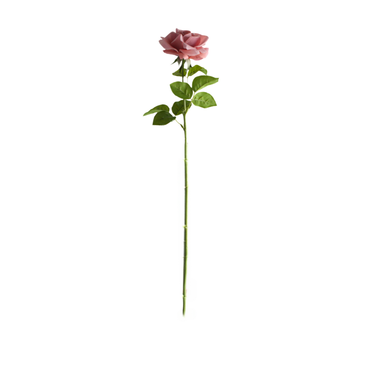 Rose dusty rose 64 cm