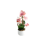 Orchid pink 30 cm
