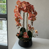 Orchid brown/burgundy 47 cm