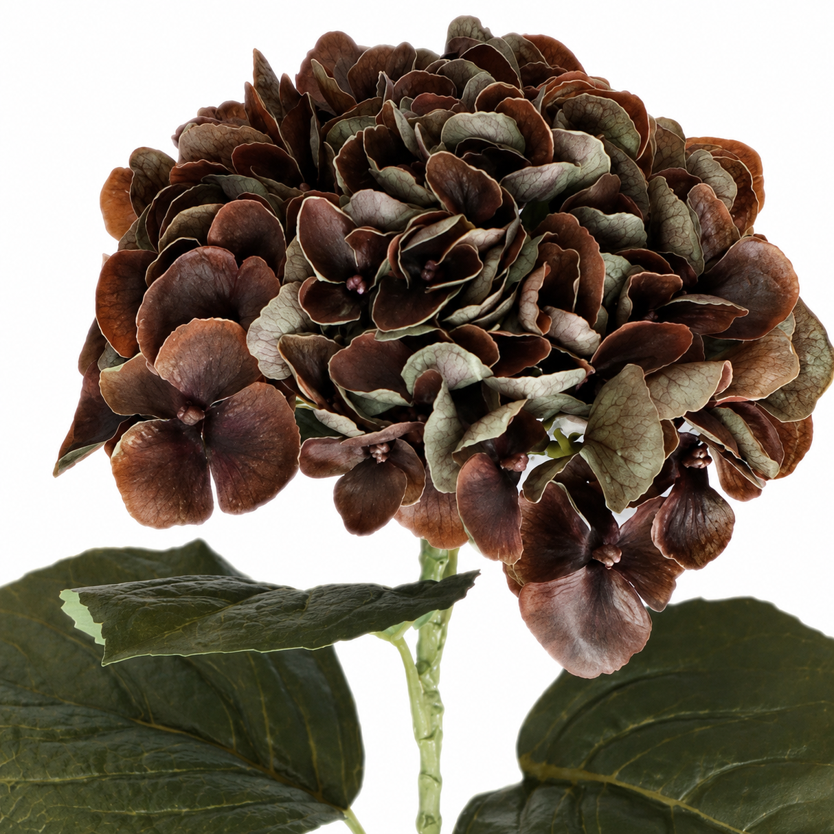 Hortensia brun 62 cm