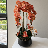 Orchid brown/burgundy 47 cm