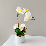Orchid white 30 cm
