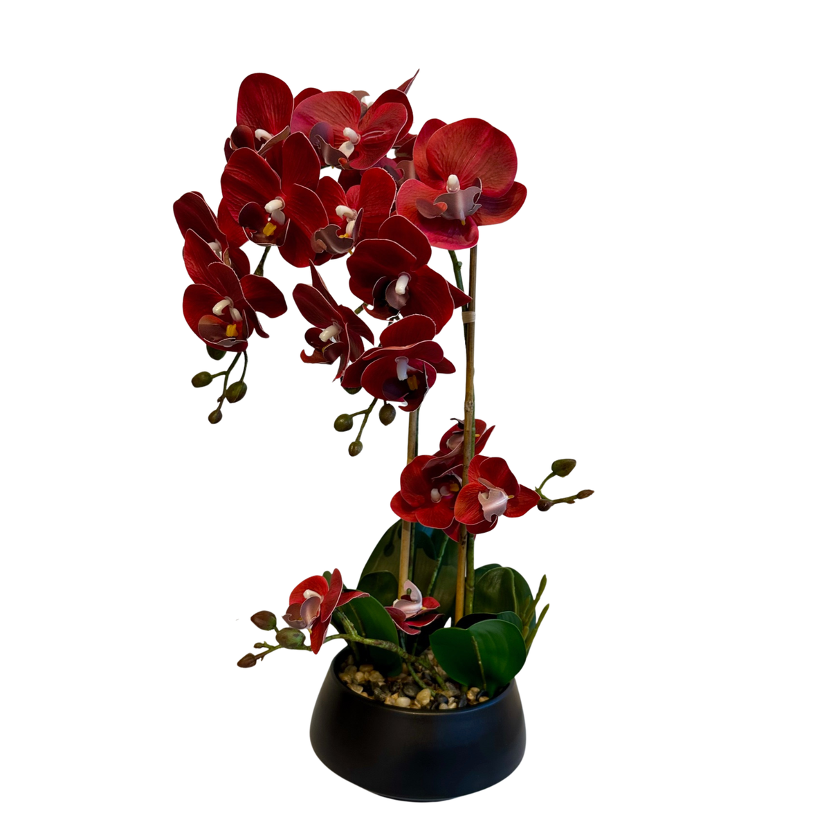 Orchid burgunder 47 cm m/svart potte