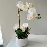Orchid white 30 cm