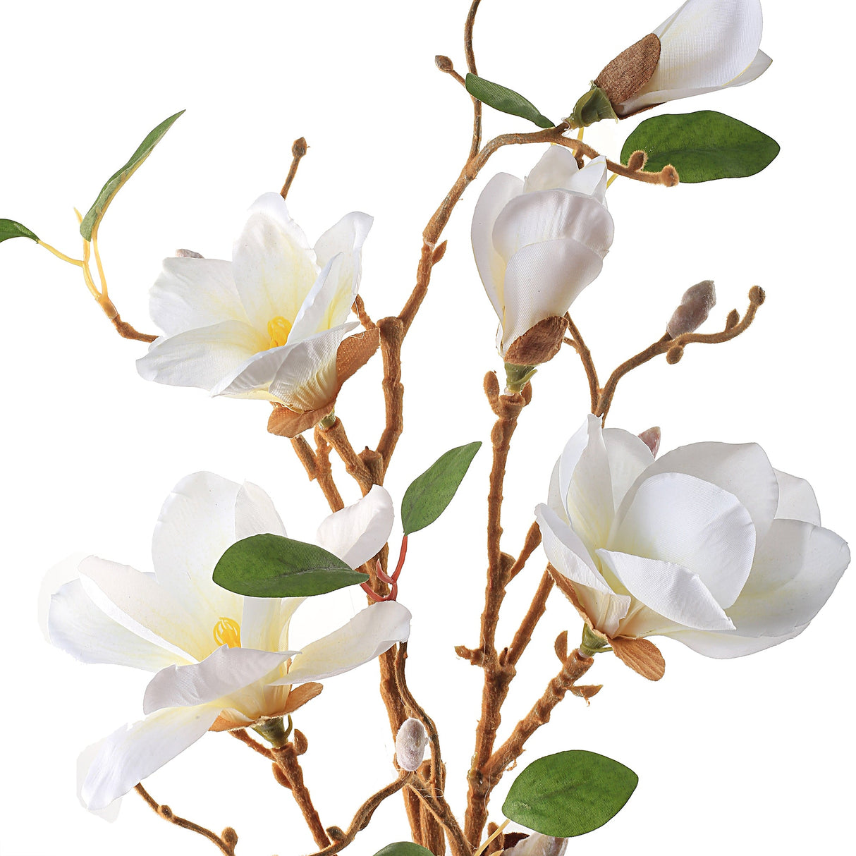 Magnoliagren hvit