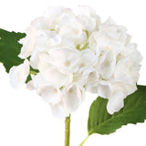 Hortensia hvit 3 stk