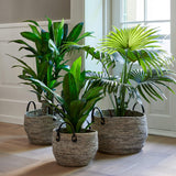 Flora Draketre 65 cm