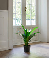 Flora Draketre 65 cm