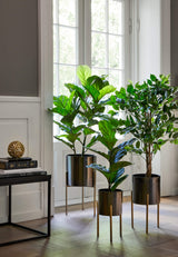 Flora Fiolinfiken 100 cm