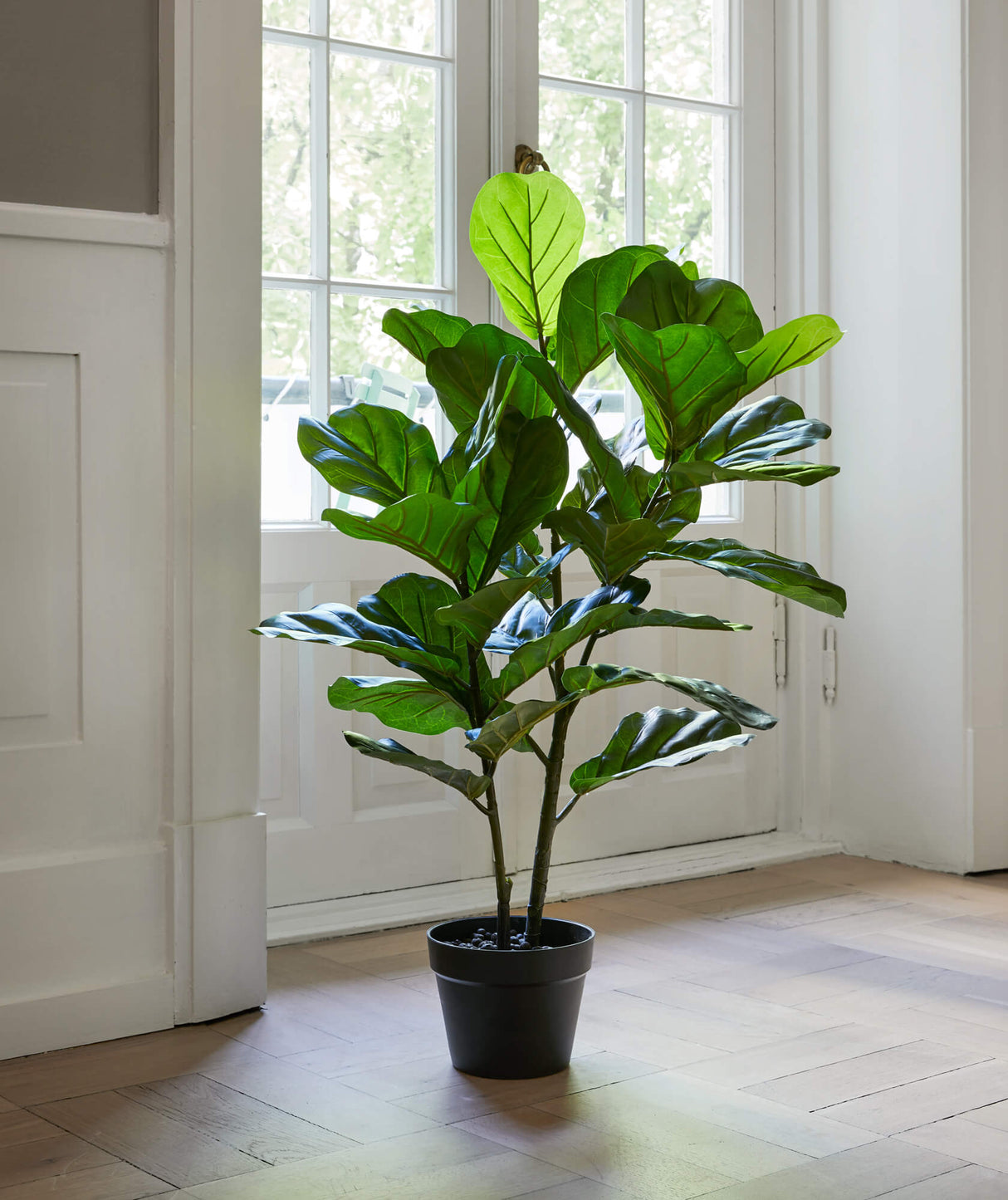 Flora Fiolinfiken 100 cm