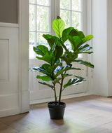 Flora Fiolinfiken 100 cm