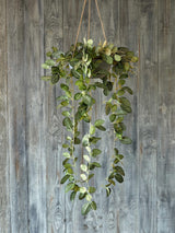 Flora Olivine