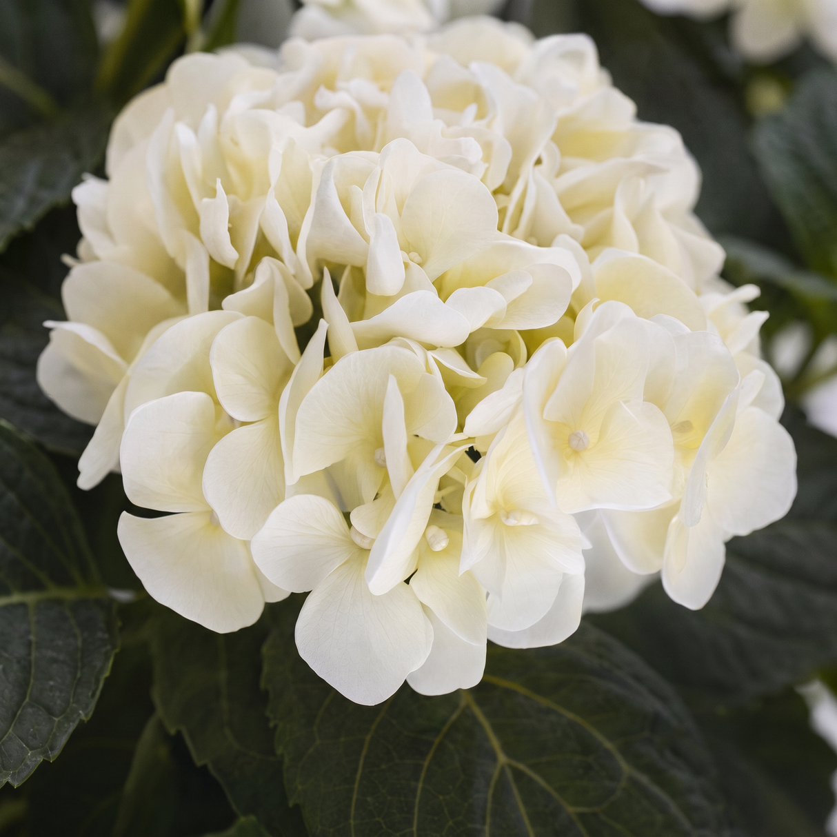 Hortensia hvit 62 cm