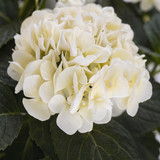 Hortensia hvit 62 cm