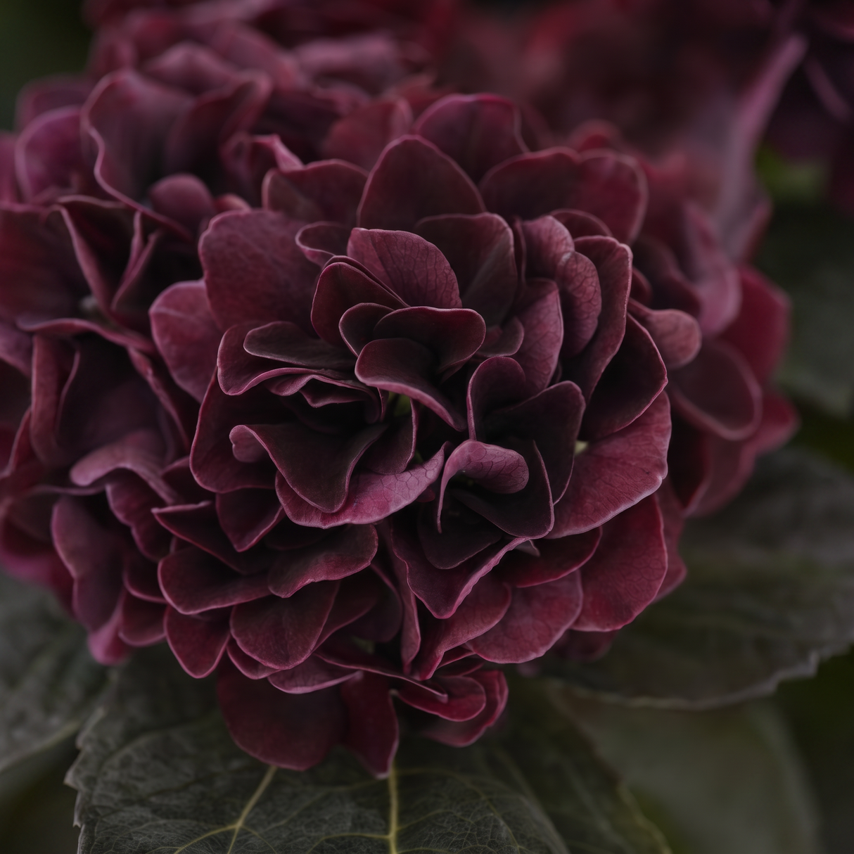 Hortensia burgunder 62 cm