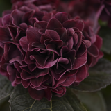 Hortensia burgunder 62 cm